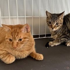 2匹の猫　可愛がってくださる方に