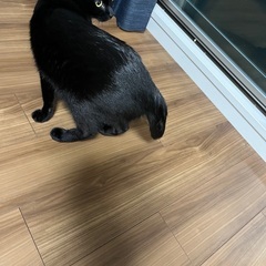 人見知りな黒猫じじ