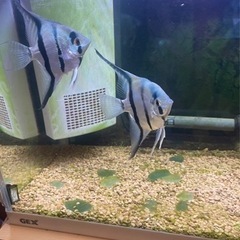 エンゼルフィッシュ（MIX）　8月12日孵化　200匹ほど出ましたが1月15日現在まだ60匹くらいいます！の画像