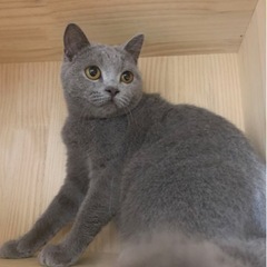 ブリティッシュショートヘア2歳女の子