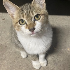 子猫　2匹　生後４ヶ月　里親募集