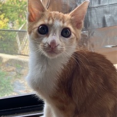 ♡ワクチン済み★２ヶ月可愛い茶白子猫里親募集♡