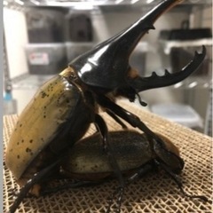 ヘラクレスオオカブトペアの幼虫の画像