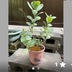 ランキングキーワードに紐づく投稿画像-多肉植物