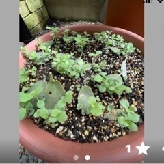 多肉植物(カランコエ)の画像