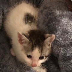 かわいい男の子💗 - 猫