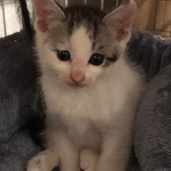 かわいい男の子💗 - 北名古屋市