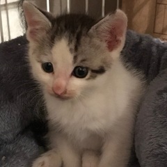 かわいい男の子💗 - 里親募集