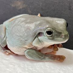イエアメガエル 1匹の画像