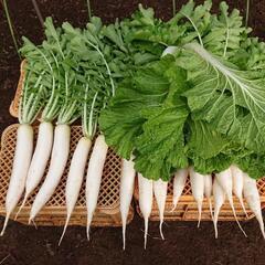 大根、🥬白菜など秋野菜の画像