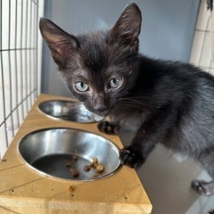 お目目パッチリ黒猫くん