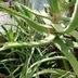 ランキングキーワードに紐づく投稿画像-多肉植物