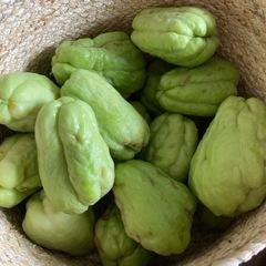 ハヤトウリ　一個20円