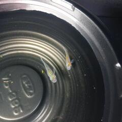 10/29めだか販売。の画像