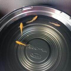 10/29めだか販売。の画像