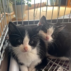 可愛いハチワレ2匹　生後1ヶ月の姉妹です！