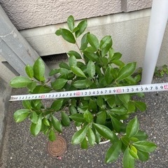 ガジュマル　の画像