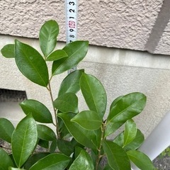 ガジュマル　の画像