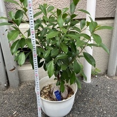 ガジュマル　の画像