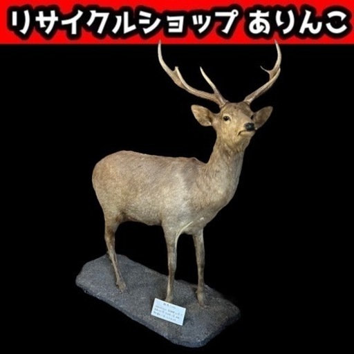 鹿 剥製 親鹿 10才 全長約2m 昭和61年 手渡し限定 m10057