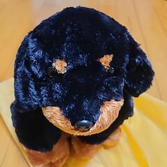ぬいぐるみ　大きめの画像