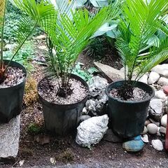 ソテツ・蘇鉄