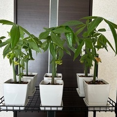 パキラ実生株　