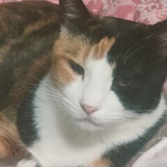 里親さんを探しています。三毛猫メス９歳