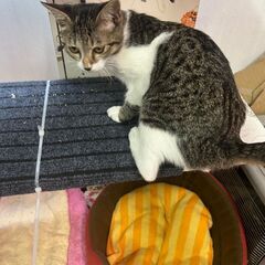 推定５か月の子猫です 。