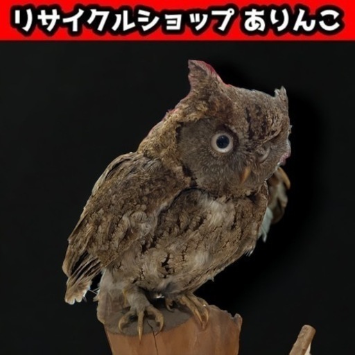 剥製 フクロウ 置物 標本 天然 コレクション m10058