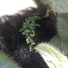 パルダリウムケージプロ　60x30x45の画像