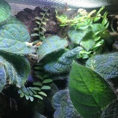 パルダリウムケージプロ　60x30x45の画像