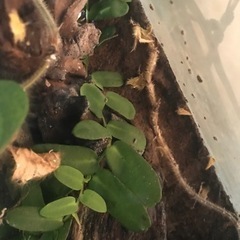 パルダリウムケージプロ　60x30x45の画像