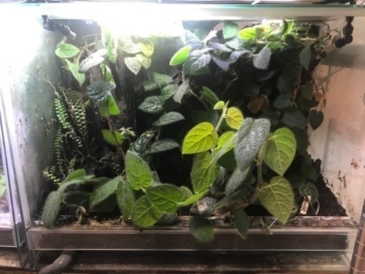 パルダリウムケージプロ　60x30x45