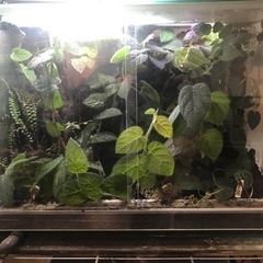 パルダリウムケージプロ　60x30x45の画像