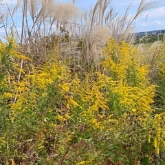 写真の植物の名前を教えて下さい。
