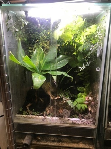 パルダリウムケージプロ　30x30x45