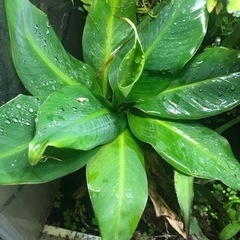 パルダリウムケージプロ　30x30x45の画像