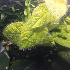 パルダリウムケージプロ　30x30x45の画像