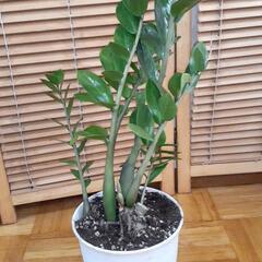 💰金運アップの風水でもご存じ🌿ザミオクルカスの画像