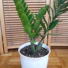 V字が美しい🌿ザミオクルカスの画像