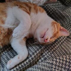 猫みつかりました