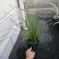 🌳激レア🌳　ロマンドラタニカ等　無料の画像