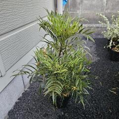 🌳激レア🌳　ロマンドラタニカ等　無料