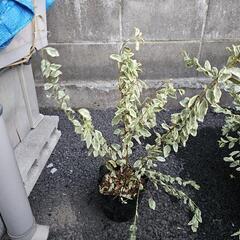 🌳激レア🌳　ロマンドラタニカ等　無料の画像