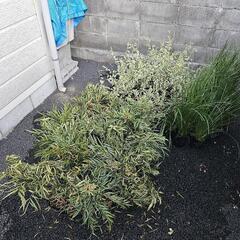 🌳激レア🌳　ロマンドラタニカ等　無料の画像