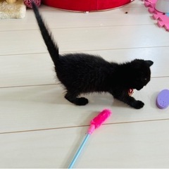 黒猫2ヶ月くらい女の子 − 広島県