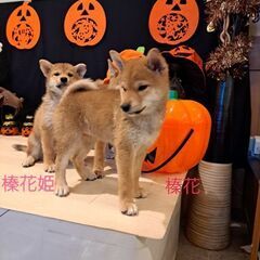 雌の仔犬 - 犬