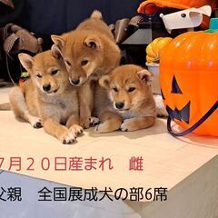 雌の仔犬 - 町田市