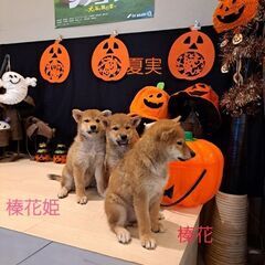 雌の仔犬 − 東京都